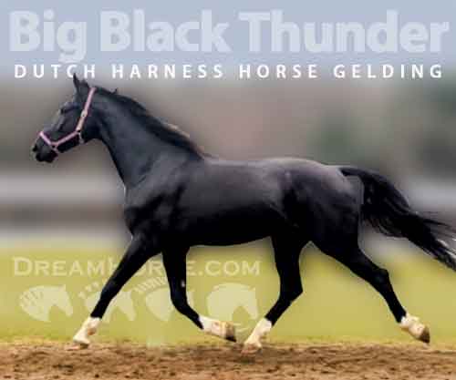 Horse ID: 2263898 Big Black Thunder
