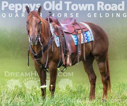 Horse ID: 2263955 Peppys Old Town Road