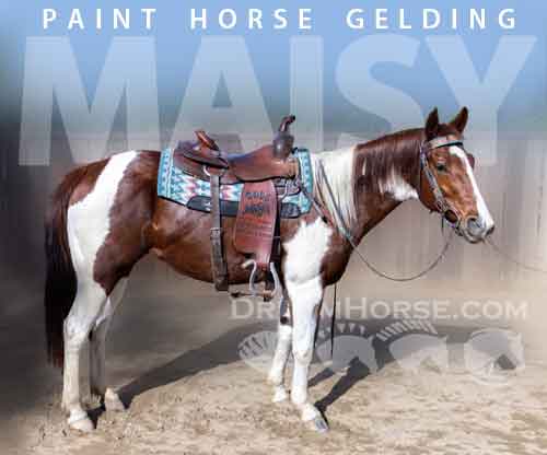 Horse ID: 2264019 Maisy