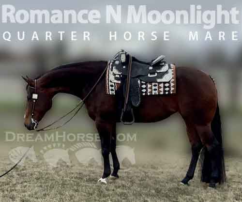 Horse ID: 2264046 Romance N Moonlight