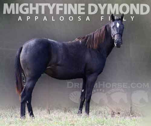 Horse ID: 2264116 MIGHTYFINE DYMOND