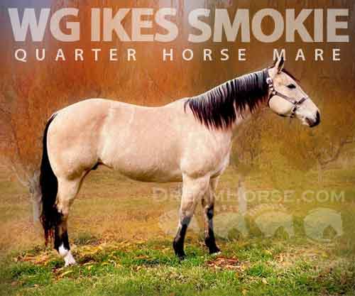Horse ID: 2264151 WG IKES SMOKIE DOKIE