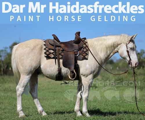 Horse ID: 2264180 Dar Mr Haidasfreckles