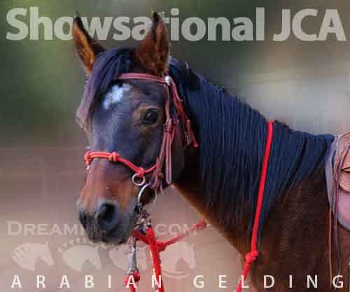 Horse ID: 2264227 Showsational JCA