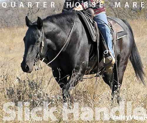 Horse ID: 2264248 Slick Handle