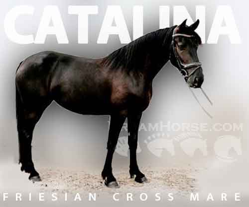 Horse ID: 2264262 Catalina