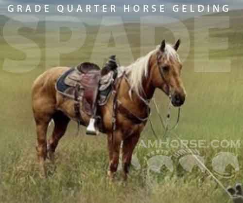 Horse ID: 2264343 Spade