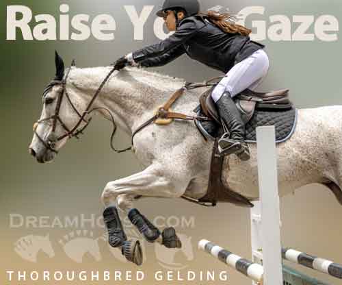 Horse ID: 2264403 Raise Your Gaze