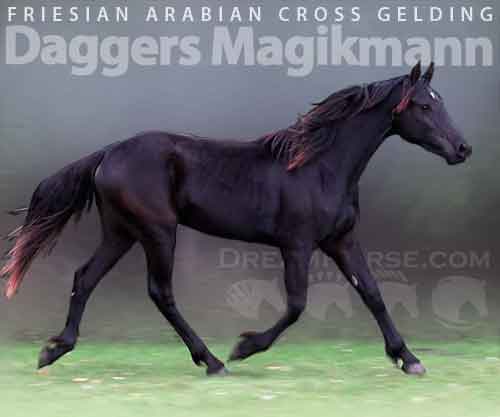 Horse ID: 2264493 Daggers Magikmann
