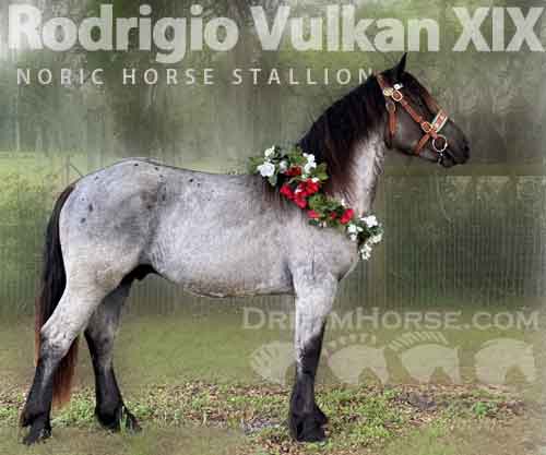 Horse ID: 2264508 Rodrigio Vulkan XIX