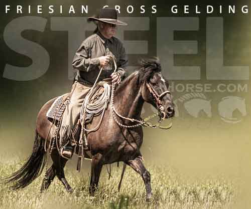 Horse ID: 2264513 Steel