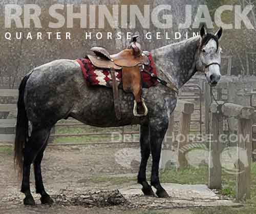 Horse ID: 2264549 RR Shining Jack