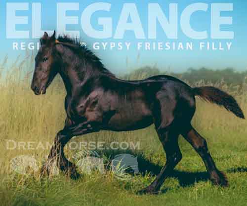 Horse ID: 2264637 Registered Gypsy Friesian filly