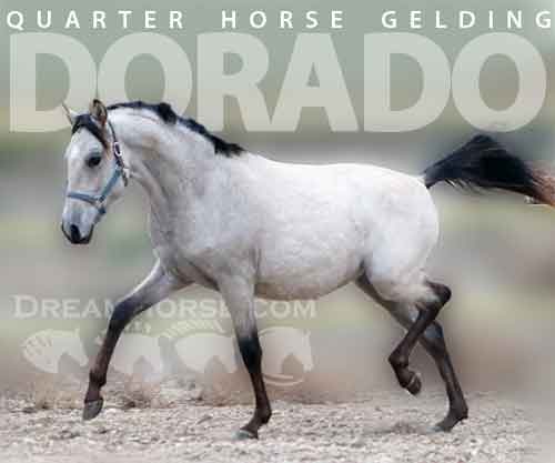Horse ID: 2264718 Dorado
