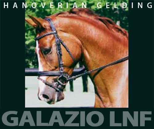 Horse ID: 2264754 GALAZIO LNF