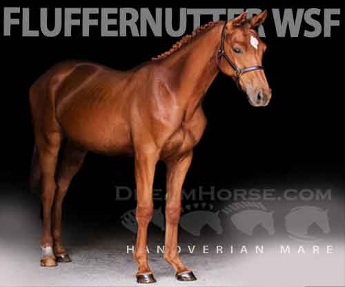 Horse ID: 2264904 Fluffernutter WSF