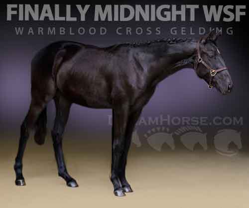 Horse ID: 2264905 Finally Midnight WSF