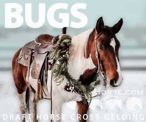 Horse ID: 2264908 Bugs
