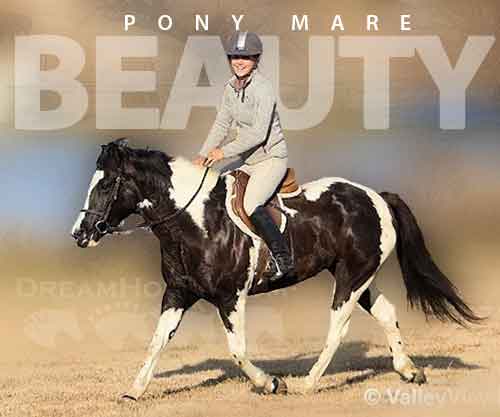 Horse ID: 2264927 Beauty