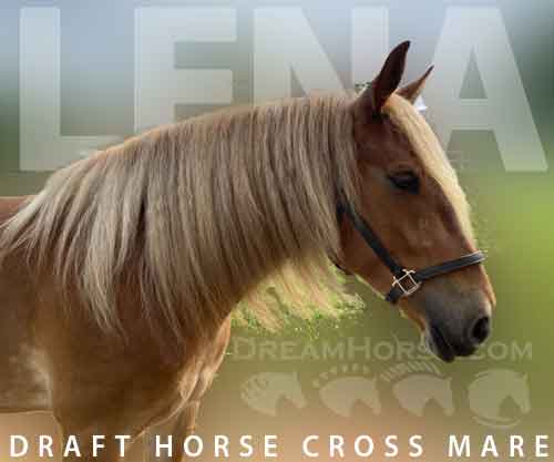 Horse ID: 2264965 Lena