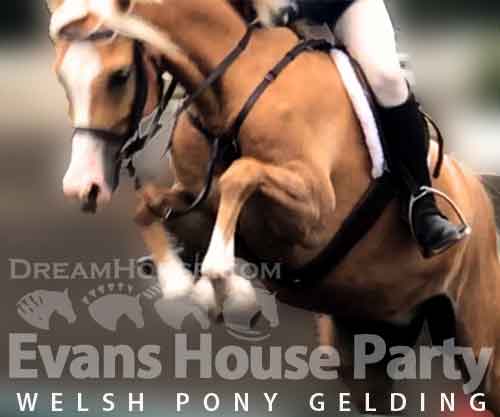 Horse ID: 2264966 Evans House Party
