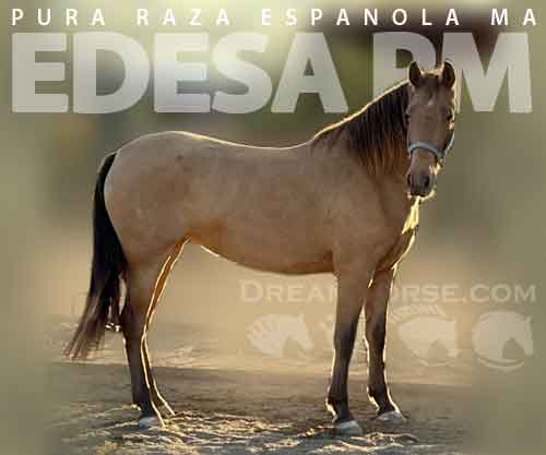 Horse ID: 2264970 Edesa PM