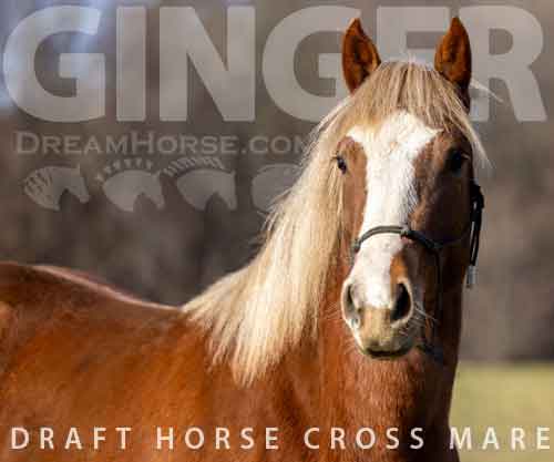 Horse ID: 2265076 Ginger