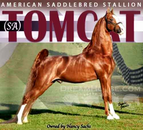 Horse ID: 2265122 (SA) Tomcat