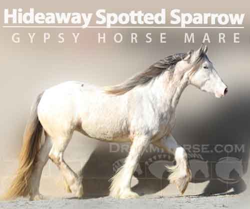 Horse ID: 2265206 Hideaway Spotted Sparrow