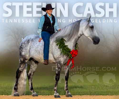 Horse ID: 2265209 STEELIN CASH