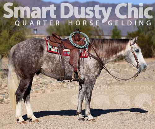 Horse ID: 2265246 Smart Dusty Chic