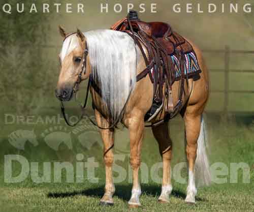 Horse ID: 2265249 Dunit Shooten