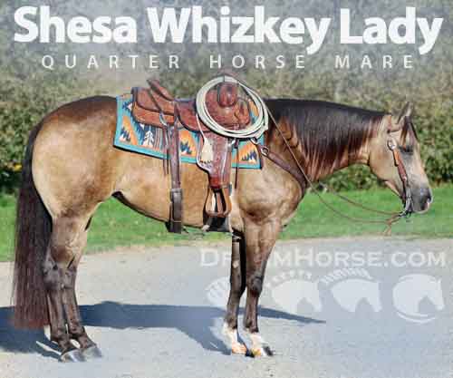 Horse ID: 2265250 Shesa Whizkey Lady