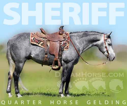 Horse ID: 2265307 Watch Video! Sheriff