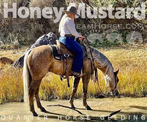 Horse ID: 2265617 Honey Mustard