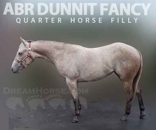 Horse ID: 2265642 ABR Dunnit Fancy