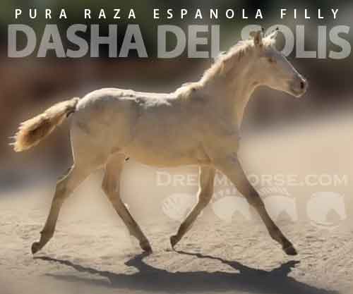 Horse ID: 2265663 Dasha Del Solis