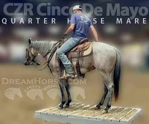 Horse ID: 2265703 CZR Cinco De Mayo