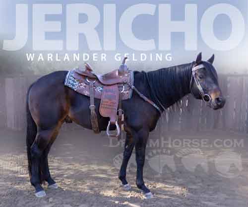 Horse ID: 2265726 Jericho