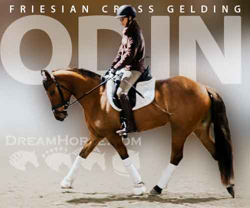 Horse ID: 2265761 Odin