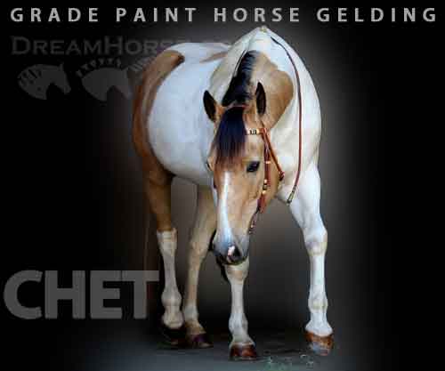 Horse ID: 2265864 Chet