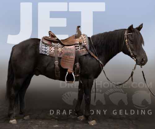 Horse ID: 2265872 Jet