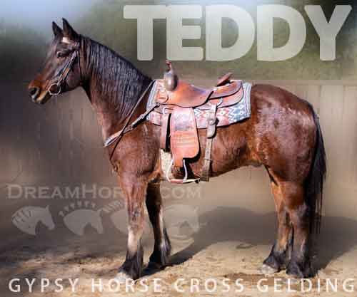 Horse ID: 2265960 Teddy