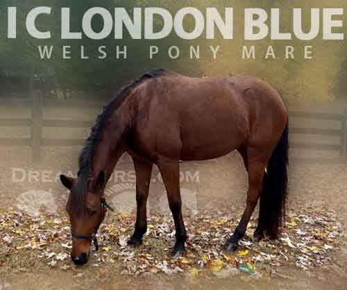 Horse ID: 2265989 I C London Blue