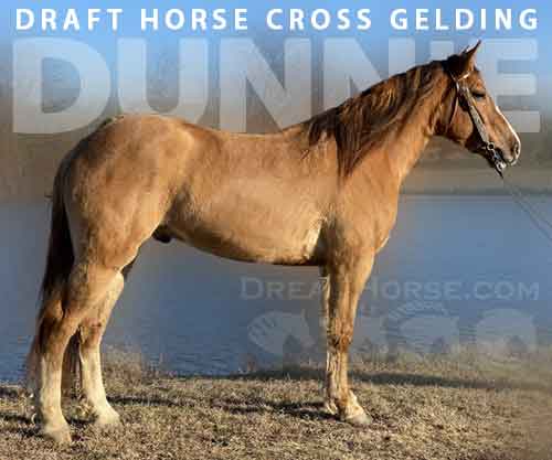 Horse ID: 2266062 Dunnie