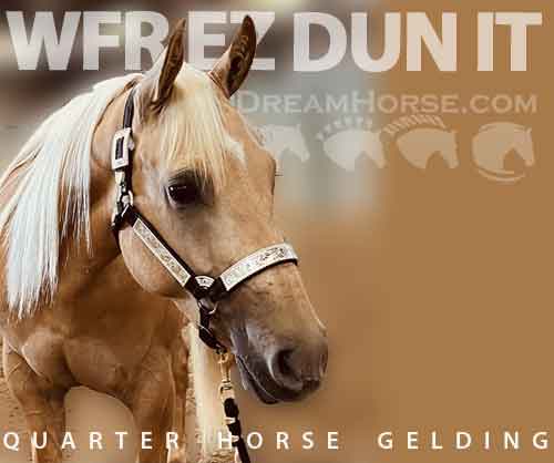 Horse ID: 2266081 WFR EZ DUN IT