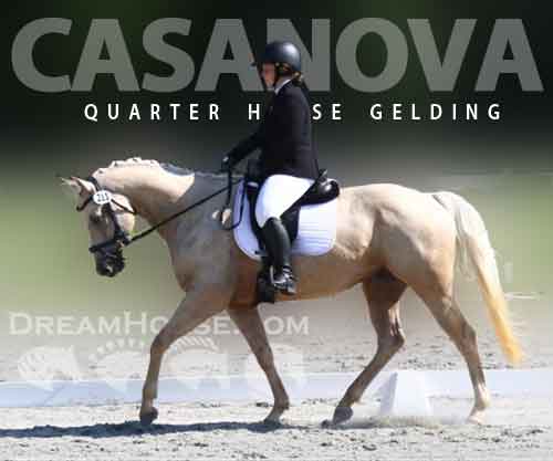Horse ID: 2266147 Casanova