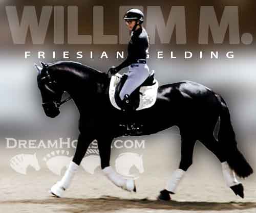 Horse ID: 2266251 Willem M.