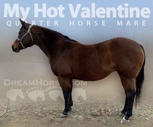 Horse ID: 2266422 My Hot Valentine