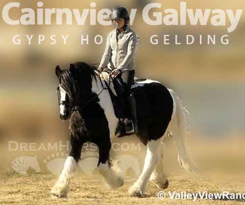 Horse ID: 2266713 Cairnview Galway
